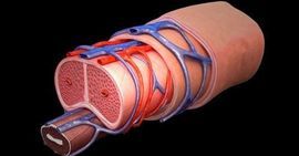 kā palielināt dzimumlocekli